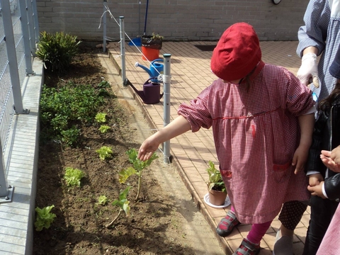 Horta do pré.escolar - Plantação de diversas plantas Erva príncipe, couves, alfaces, espinafres, coentros, morangos, pepinos e hortelã.